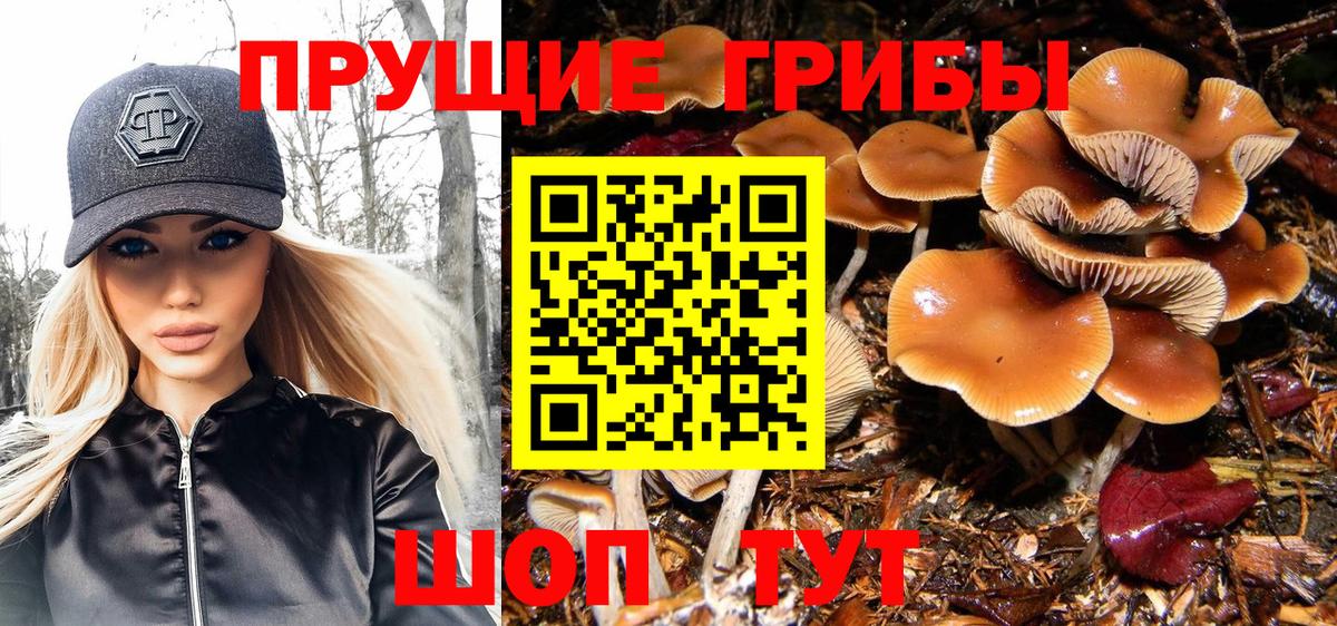 продажа наркотиков  Вход с VPN  Псилоцибиновые грибы мицелий  Коряжма  Галлюциногенные грибы Psilocybine cubensis 
